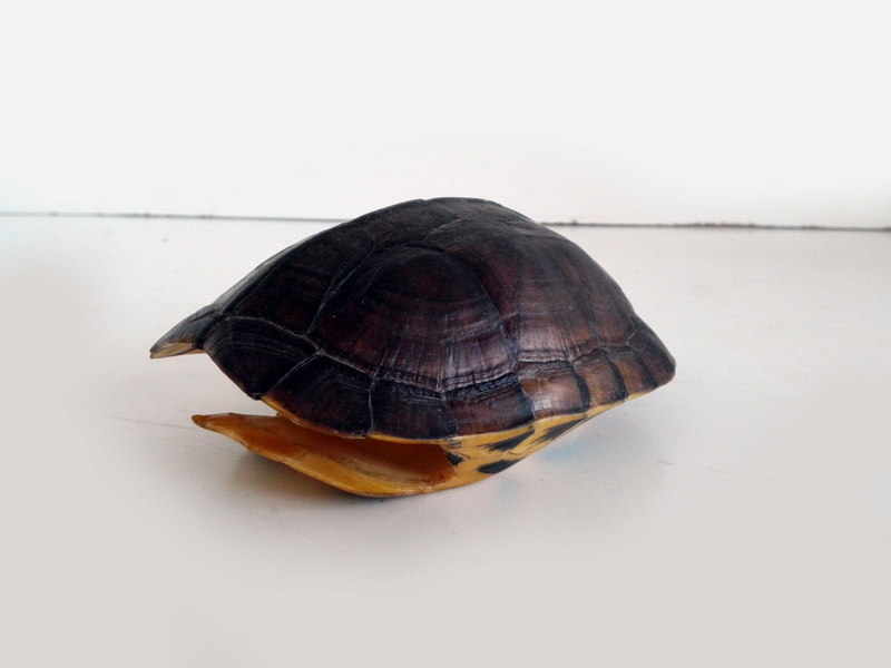 caparazon tortuga taxidermia 7x17x13 (14eu.) 1u